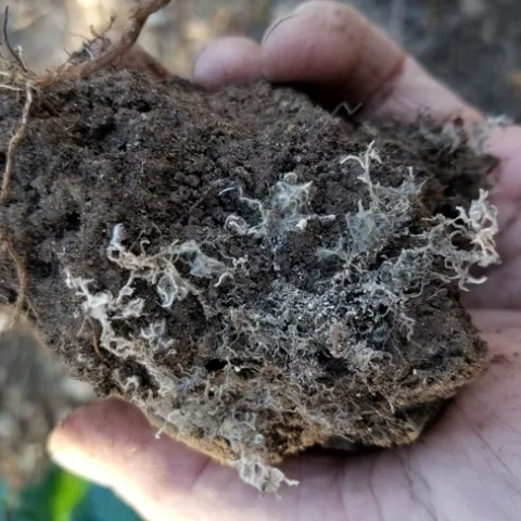 mycorrhizal