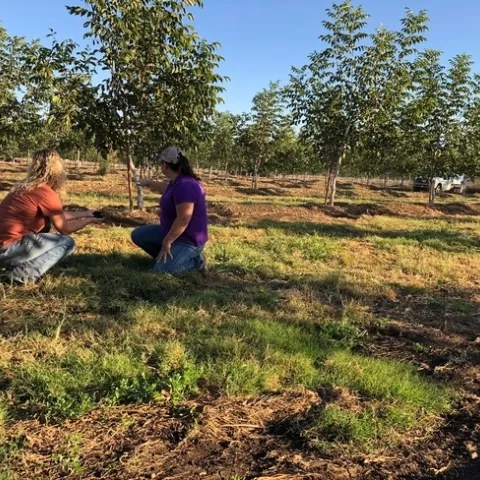 Climate Smart Agriculture Educator, Dana Yount, out with Glenn County grower as they spread compost in their orchard.
