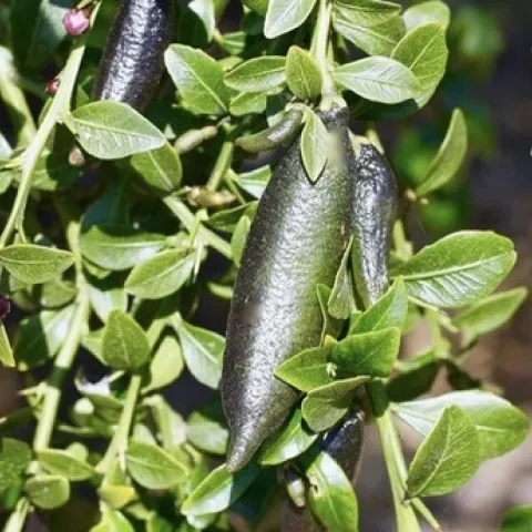 Fingerlimes