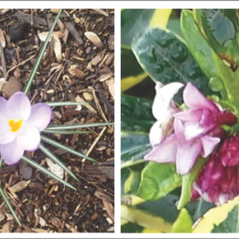 Crocus & Daphne