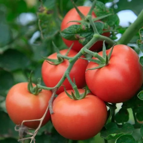 Tomatoes. (pixabay.com)