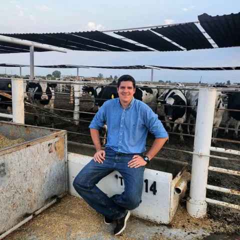 The new podcast CattleCal discusses cattle research. It is co-hosted byPedro Carvalho, UC Cooperative Extension feedlot management specialist.