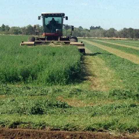A new UC cost study shows potential profits in growing alfalfa organically for the organic dairy market. Photo by Rachael Long