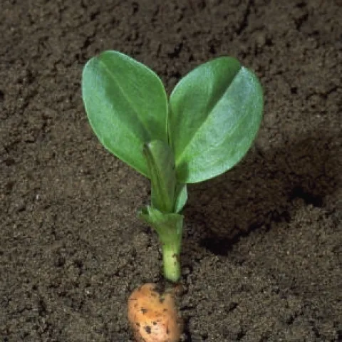 bell bean