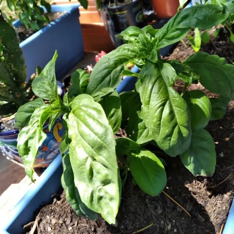 summer basil