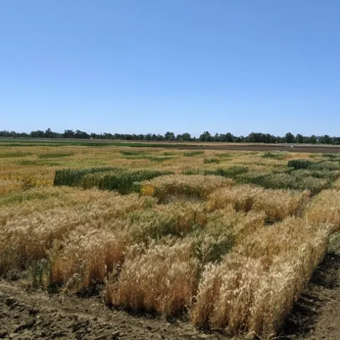 Variety Trial