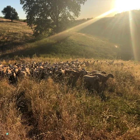 May 25 sheep