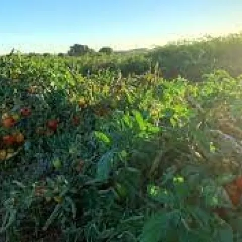 tomato images