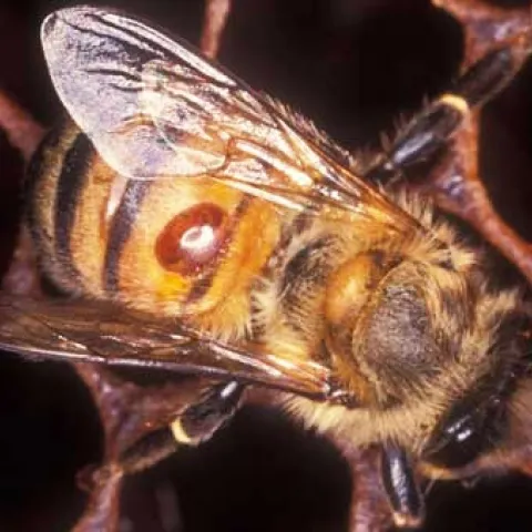 varroa mite06