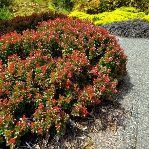 Barberry Bagatelle