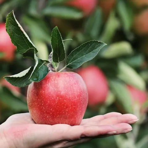 Apple