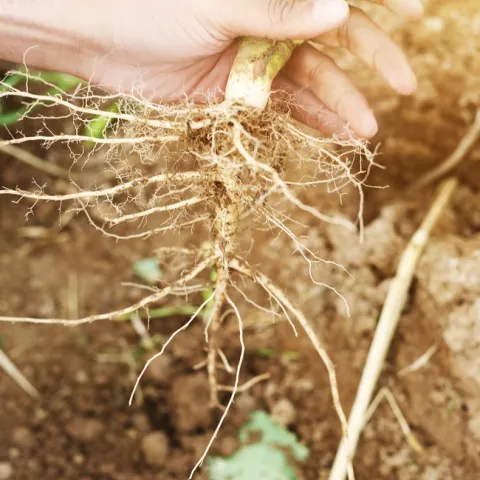 root-3968757