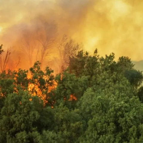 fire in the trees