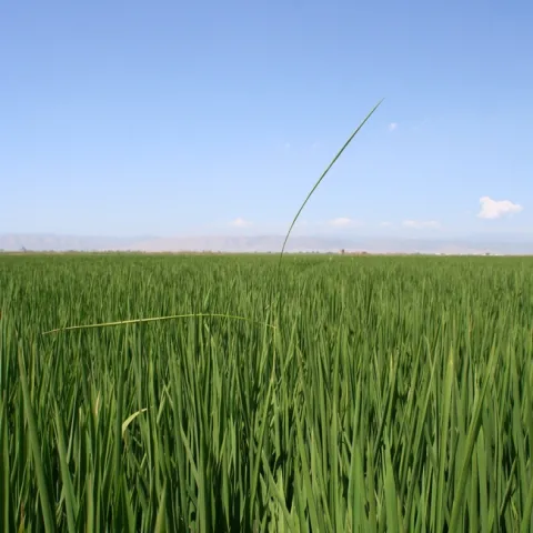 IMG 3577