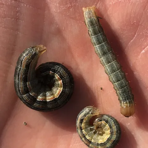 True armyworms.