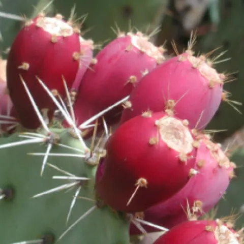 Prickly Pear Tuna