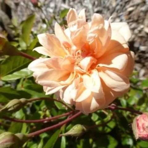 AmadorRose