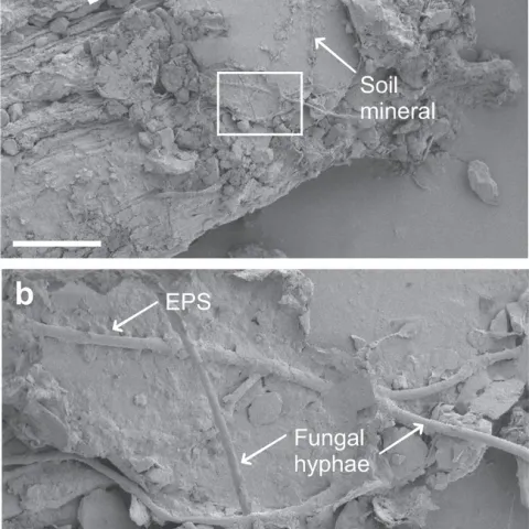 fungal soil OM