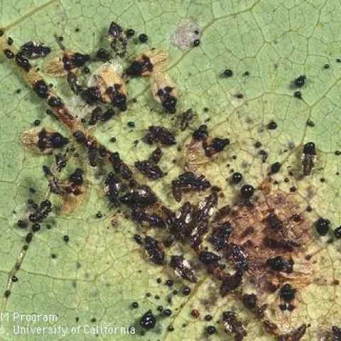 avocado lace bug 1