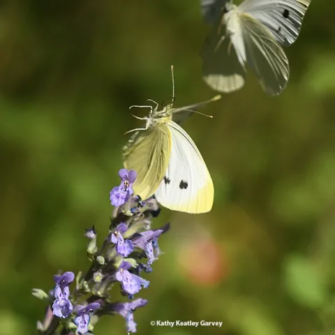 Hello, there! Two cabbage white butterfly, Pieris rapae, meet on catmint (Nepata) in a Vacaville, Calif. pollinator yard. (Photo by Kathy Keatley Garvey)