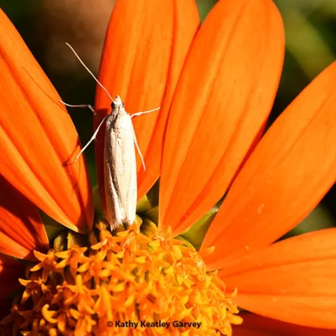 This tiny moth, which appears to be a Cadra figulilella, the raisin moth, rests on a petal of a Mexican sunflower in a Vacaville pollinator garden during National Pollinator Week. (Photo by Kathy Keatley Garvey)