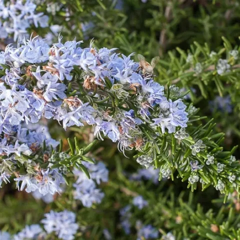 rosemarinus prostratus