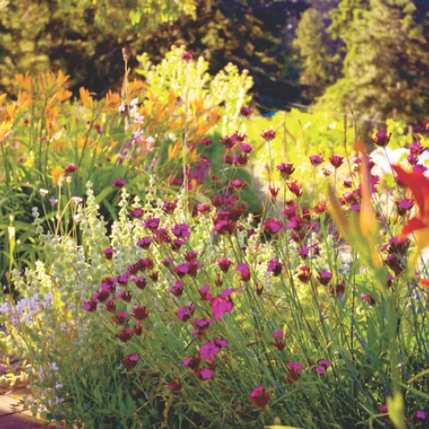 med garden