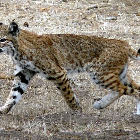 https://upload.wikimedia.org/wikipedia/commons/3/30/Bobcat_photo.jpg