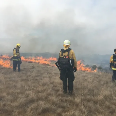 Prescribed burners