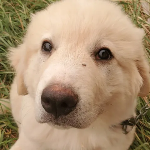 Sam the LGD pup!