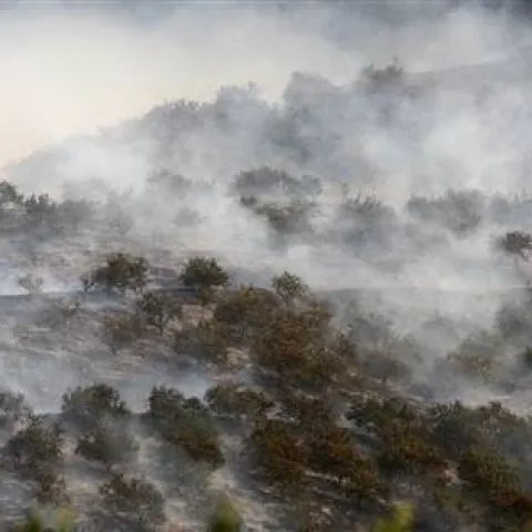 fire orchard