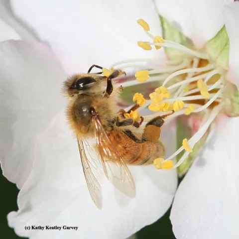 Honey bee pollinating an almond blossom. (Photo by Kathy Keatley Garvey)