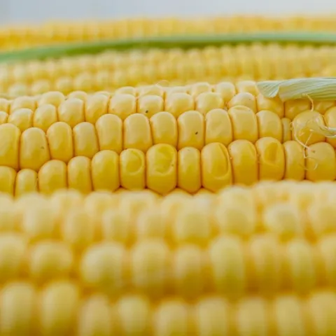 Corn on the cob