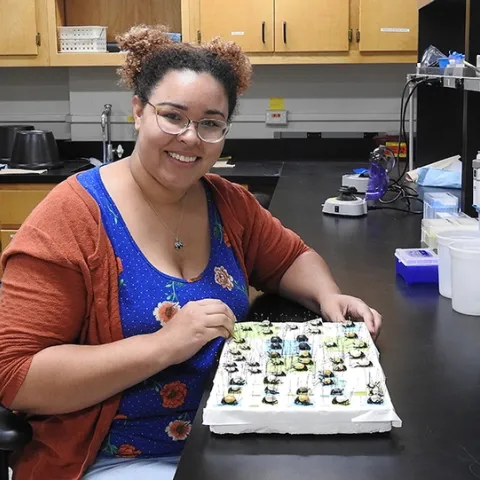 Iris Bright of the Jason Bond lab with pinned Onymacris (tenebrionid beetles from Namibia). (Photo by Kathy Keatley Garvey)