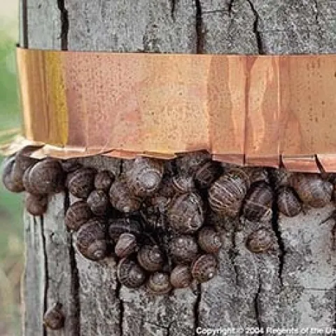 snails copper band