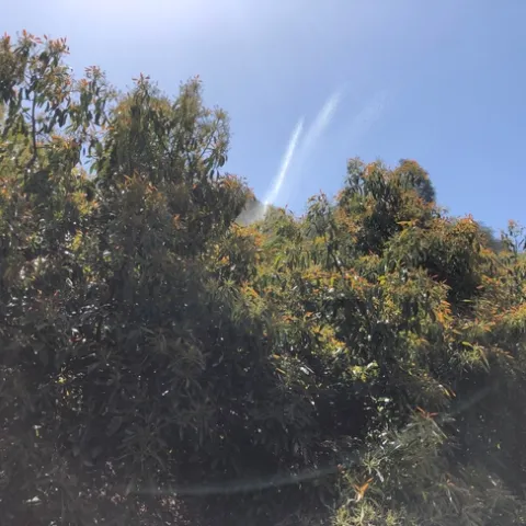overhead irrigation