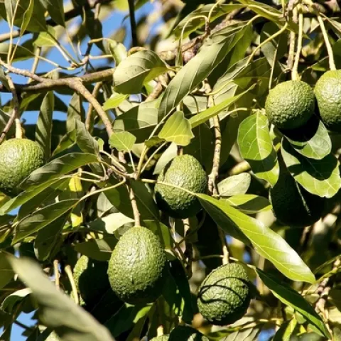 avos