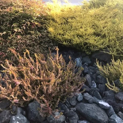 Rock mulch