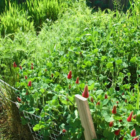 cover crops