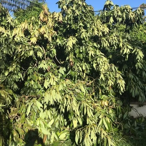 avocado collapse