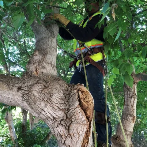 pruning tree 3