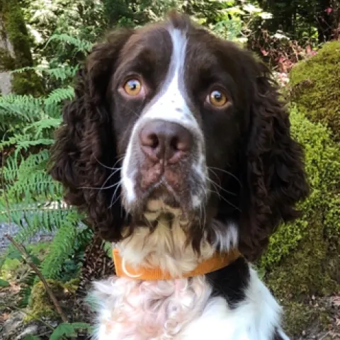 dog picture