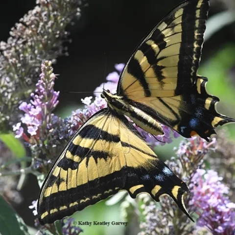 A Western tiger swallowtail, Papilio rutulus, nectaring on a butterfly bush, Buddleia davidii. Many nectar plants will be available at the UC Davis Arboretum Nursery online plant sales. (Photo by Kathy Keatley Garvey)