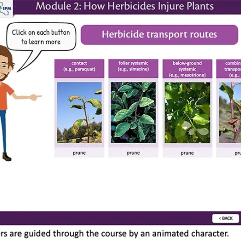 Animated character guiding course