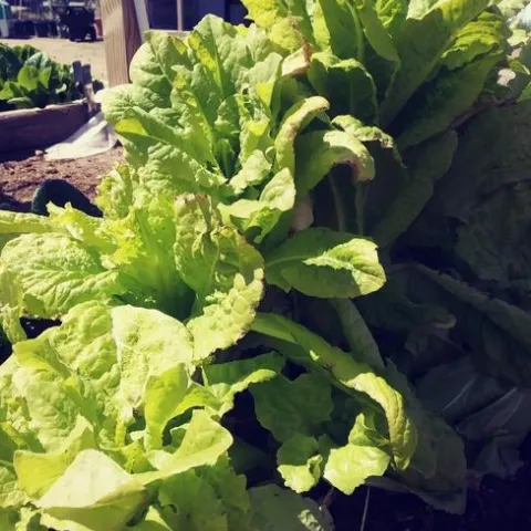 lettuce