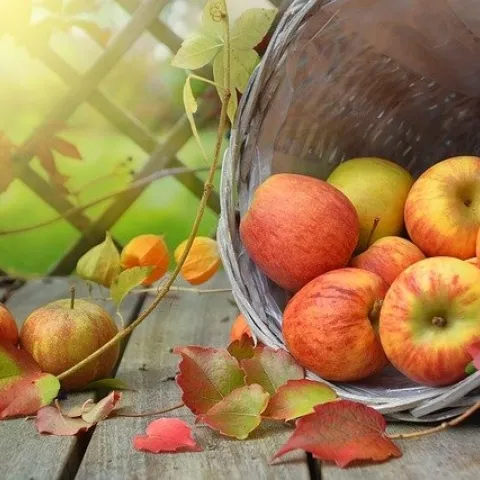 apples-1776744 640