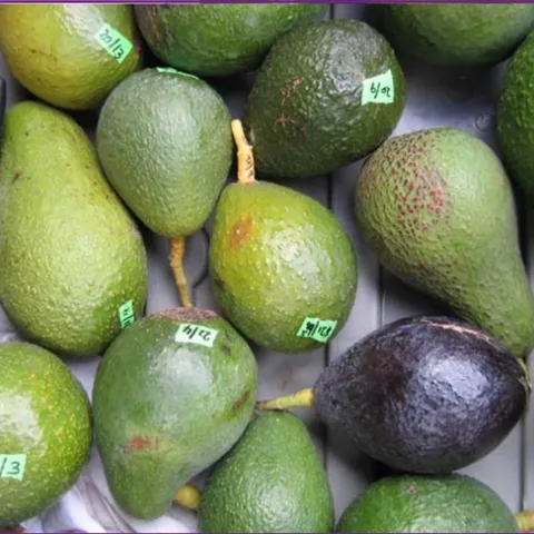 avocado diversity