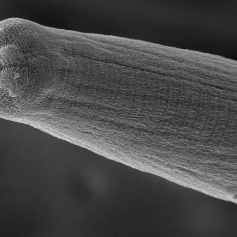 This is a scanning electron micrograph of a Steinernema carpocapsae nematode; this is what they look like when they are spitting venom into their host. (Image by Adler Dillman)