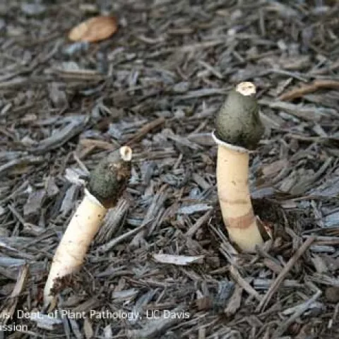 Stinkhorn Mushroom