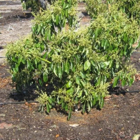 avocado in bloom